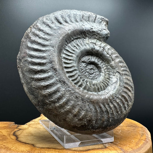 Hildoceras lusitanicum Ammonite fossil with stand - Whitby, North Yorkshire, Jurassic Coast, Yorkshire Fossils from the Jurassic Coast