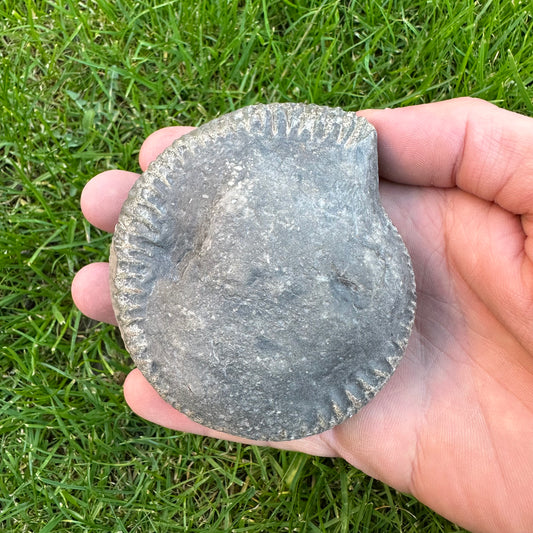 Large Ammonite Nodule x1 Ammonite Fossil (Open Your Own Fossil) - Whitby, North Yorkshire Jurassic Coast, Yorkshire fossils