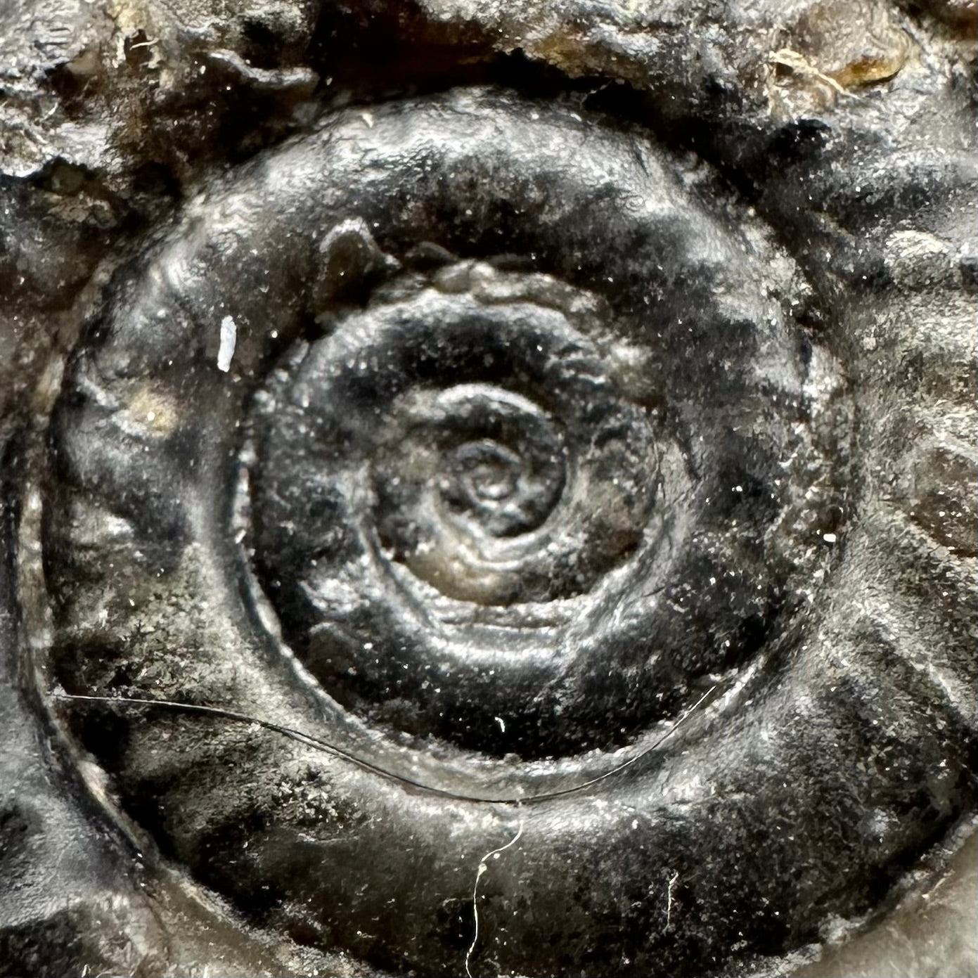 Arnioceras ammonite shell fossil with box and stand - Whitby, North Yorkshire Jurassic Coast Yorkshire Fossils