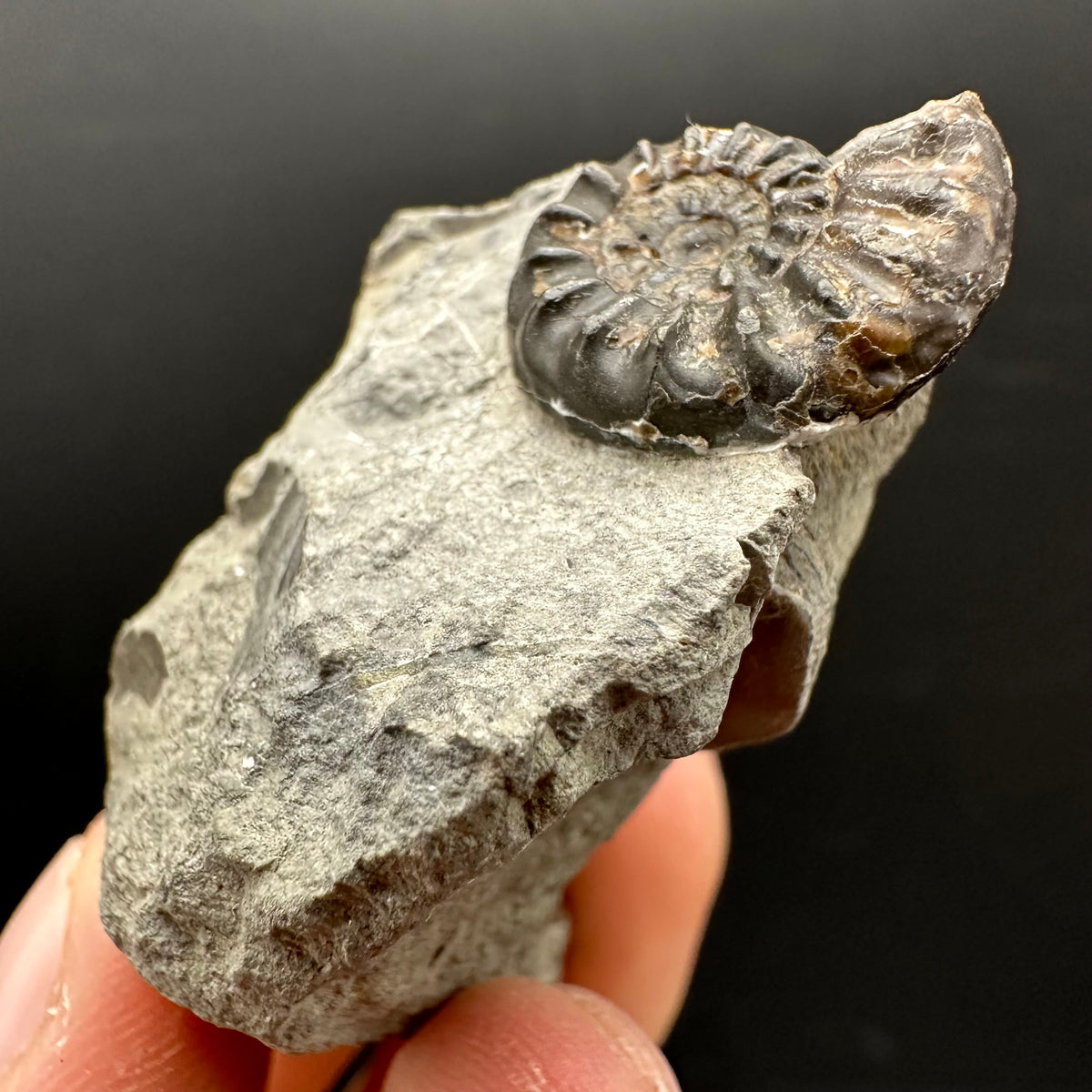 Amaltheus subnodosus Ammonite fossil with stand - Whitby, North Yorkshire Jurassic Coast Yorkshire Fossils