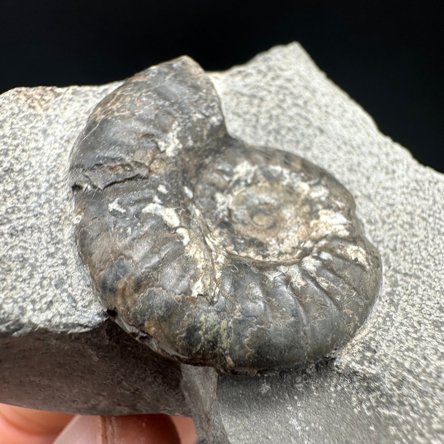 Grammoceras thoaurense Ammonite shell fossil with box and stand - Whitby, North Yorkshire, Yorkshire Fossils from the Jurassic Coast