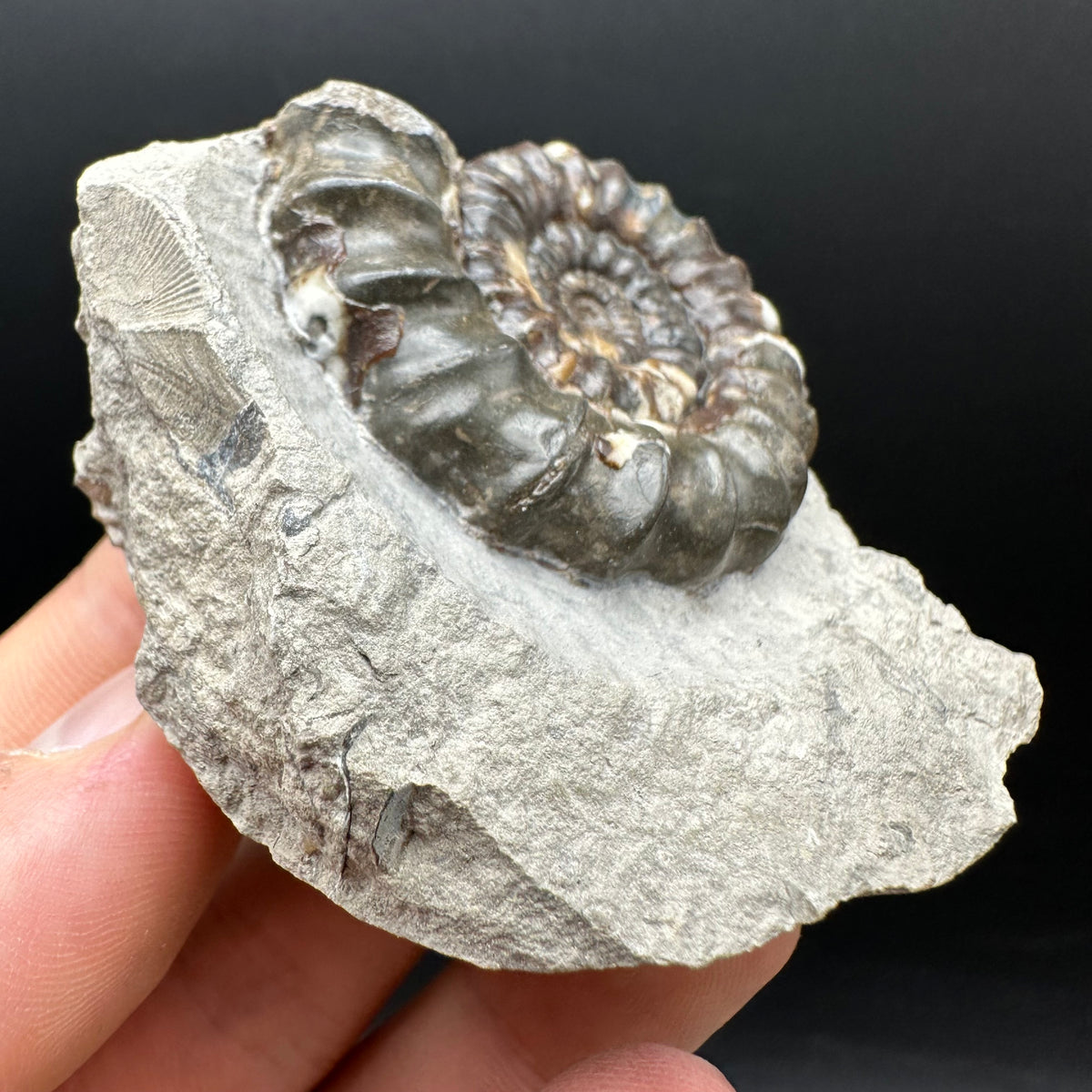 Androgynoceras maculatum ammonite fossil with box and stand - Whitby, North Yorkshire Jurassic Coast Yorkshire Fossils