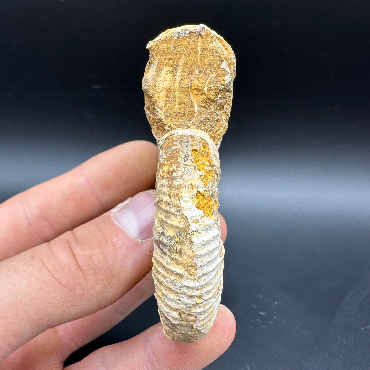 Dichotomosphinctes Ammonite Fossil With Box And Stand - Middle Jurassic Ammonite Madagascar