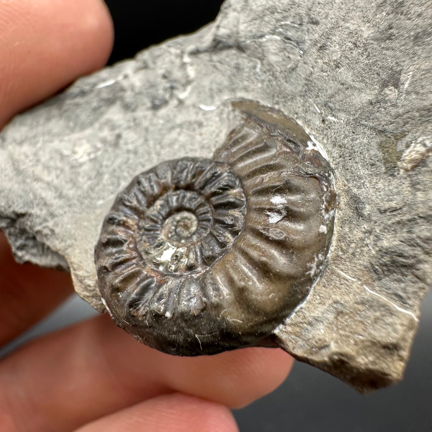 Amaltheus subnodosus Ammonite fossil with box and stand - Whitby, North Yorkshire Jurassic Coast Yorkshire Fossils