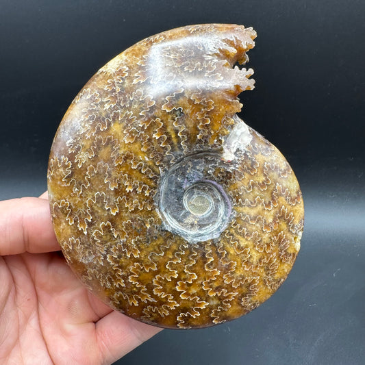 Cleoniceras Ammonite Fossil With Box And Stand - Cretaceous Ammonite Madagascar