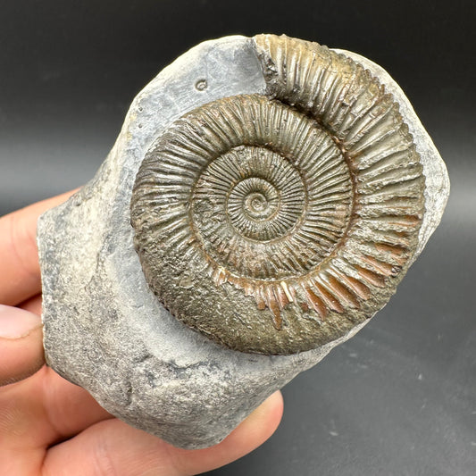 Dactylioceras Ammonite Fossil With box and Stand - Whitby, North Yorkshire Jurassic Coast Yorkshire Fossils