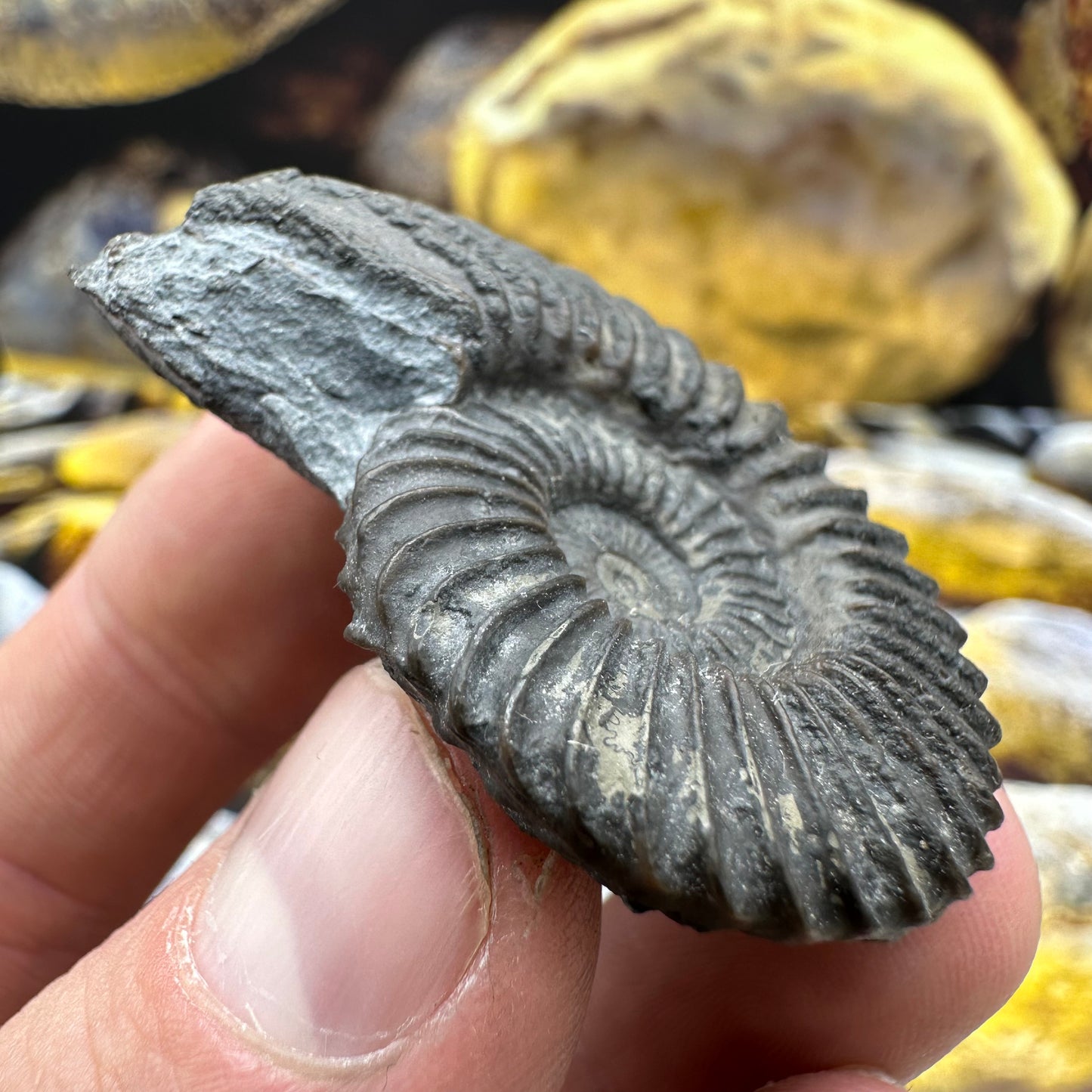 Schlothemia sp. ammonite fossil - Whitby, North Yorkshire Jurassic Coast, Yorkshire fossils