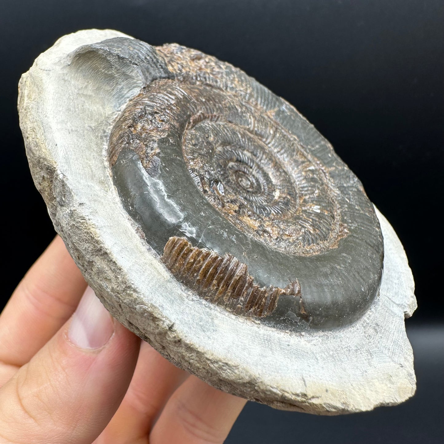 Dactylioceras tenuicostatum Ammonite fossil with box and stand - Whitby, North Yorkshire Jurassic Coast