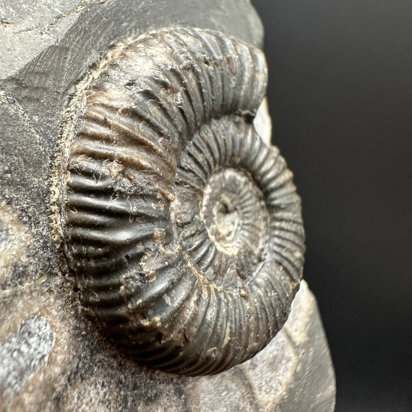 Dactylioceras Ammonite Fossil Gift Set - Whitby, North Yorkshire Jurassic Coast Yorkshire Fossils