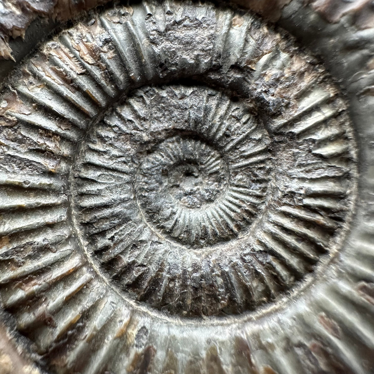 Dactylioceras Ammonite Fossil With box and Stand - Whitby, North Yorkshire Jurassic Coast Yorkshire Fossils