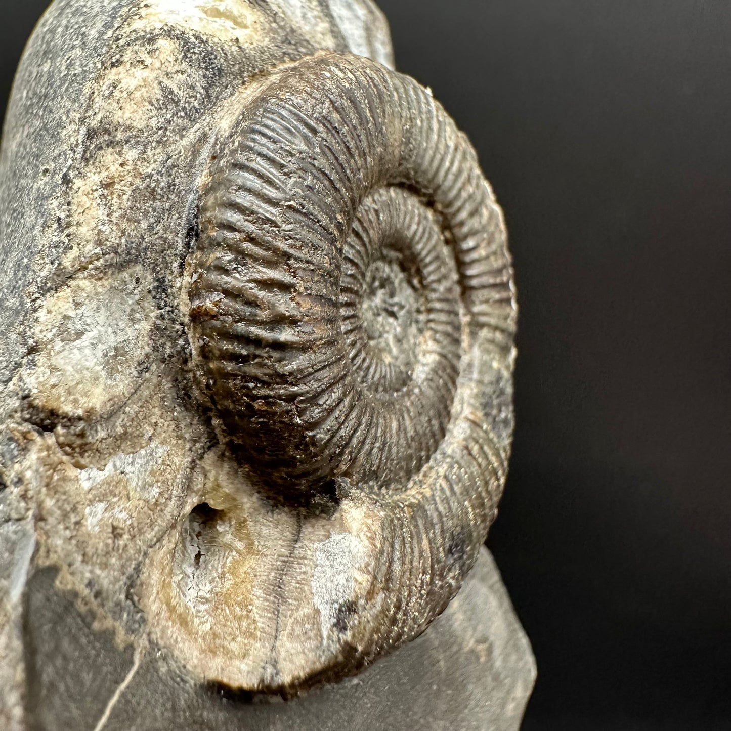 Dactylioceras Ammonite Fossil Gift Set - Whitby, North Yorkshire Jurassic Coast Yorkshire Fossils