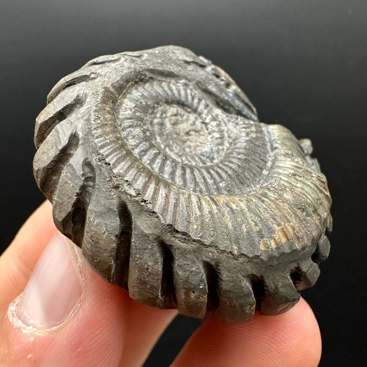 Snakestone Ammonite Fossil With Bag/Box And Stand - Whitby, North Yorkshire Jurassic Coast Yorkshire Fossils
