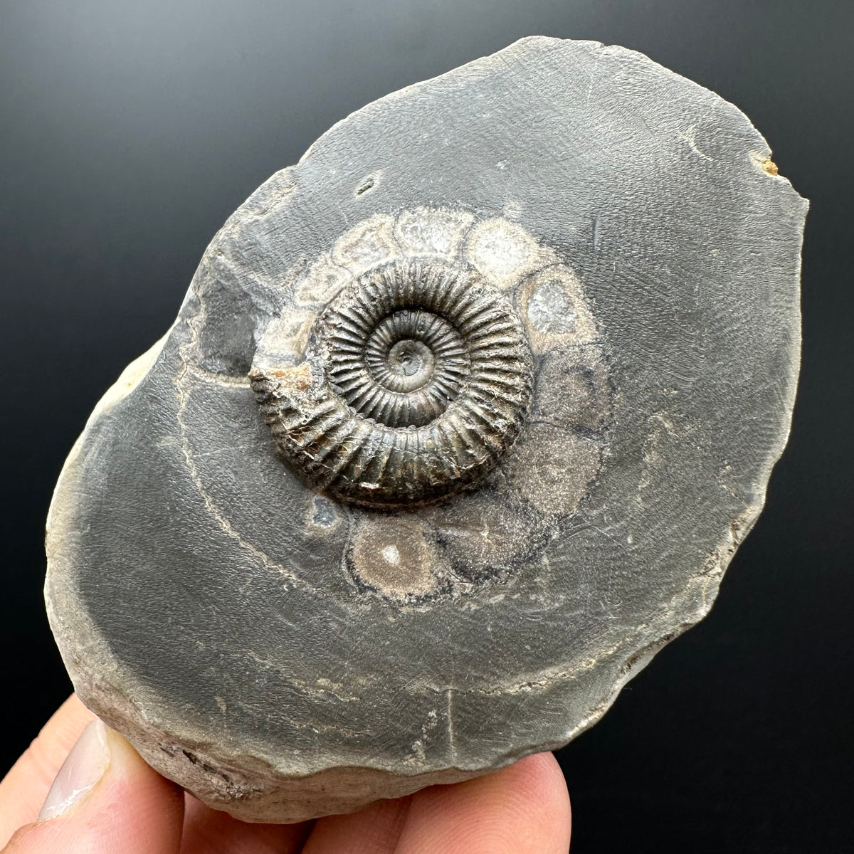 Dactylioceras Ammonite Fossil With box and Stand - Whitby, North Yorkshire Jurassic Coast Yorkshire Fossils