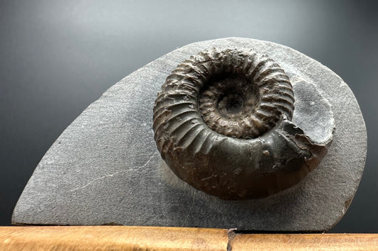 Nodicoeloceras Sp. Ammonite Fossil With Box And Stand - Whitby, North Yorkshire Jurassic Coast Yorkshire Fossils