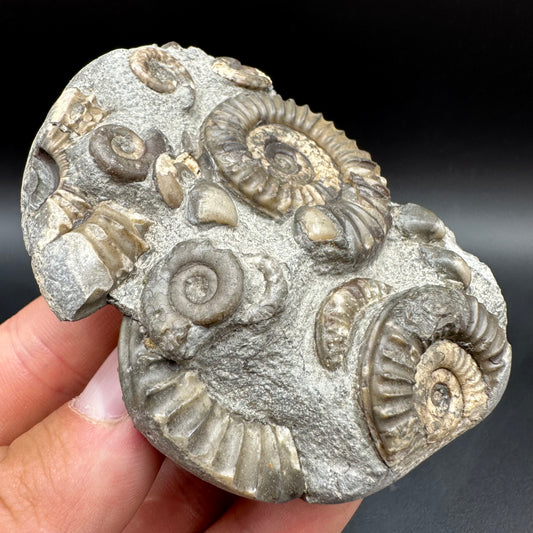 Arnioceras ammonite shell fossil with box and stand - Whitby, North Yorkshire Jurassic Coast Yorkshire Fossils