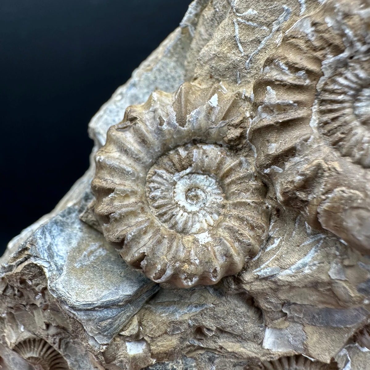 Androgynoceras capricornus Ammonite Fossil With Stand - Whitby, North Yorkshire Jurassic Coast Yorkshire Fossils