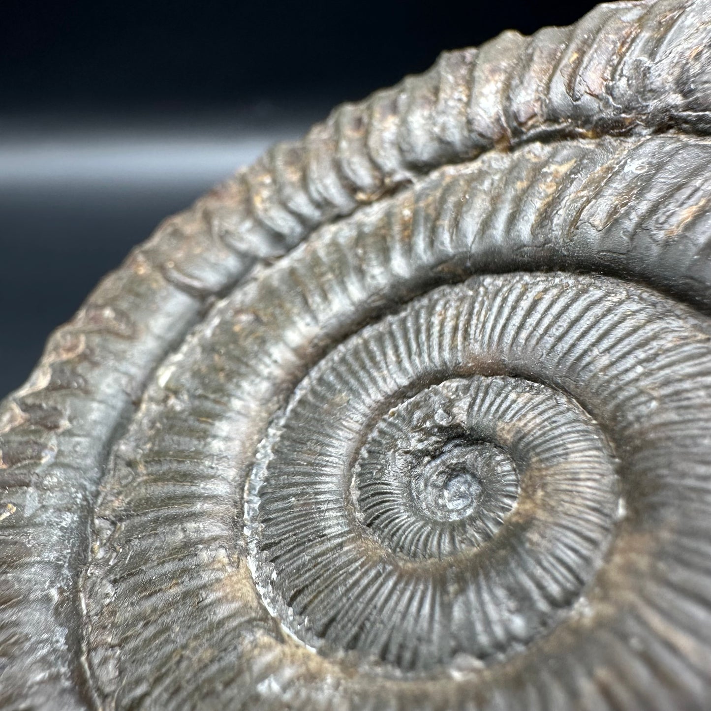 Peronoceras turriculatum ammonite fossil with box and stand - Whitby, North Yorkshire Jurassic Coast, Yorkshire fossils