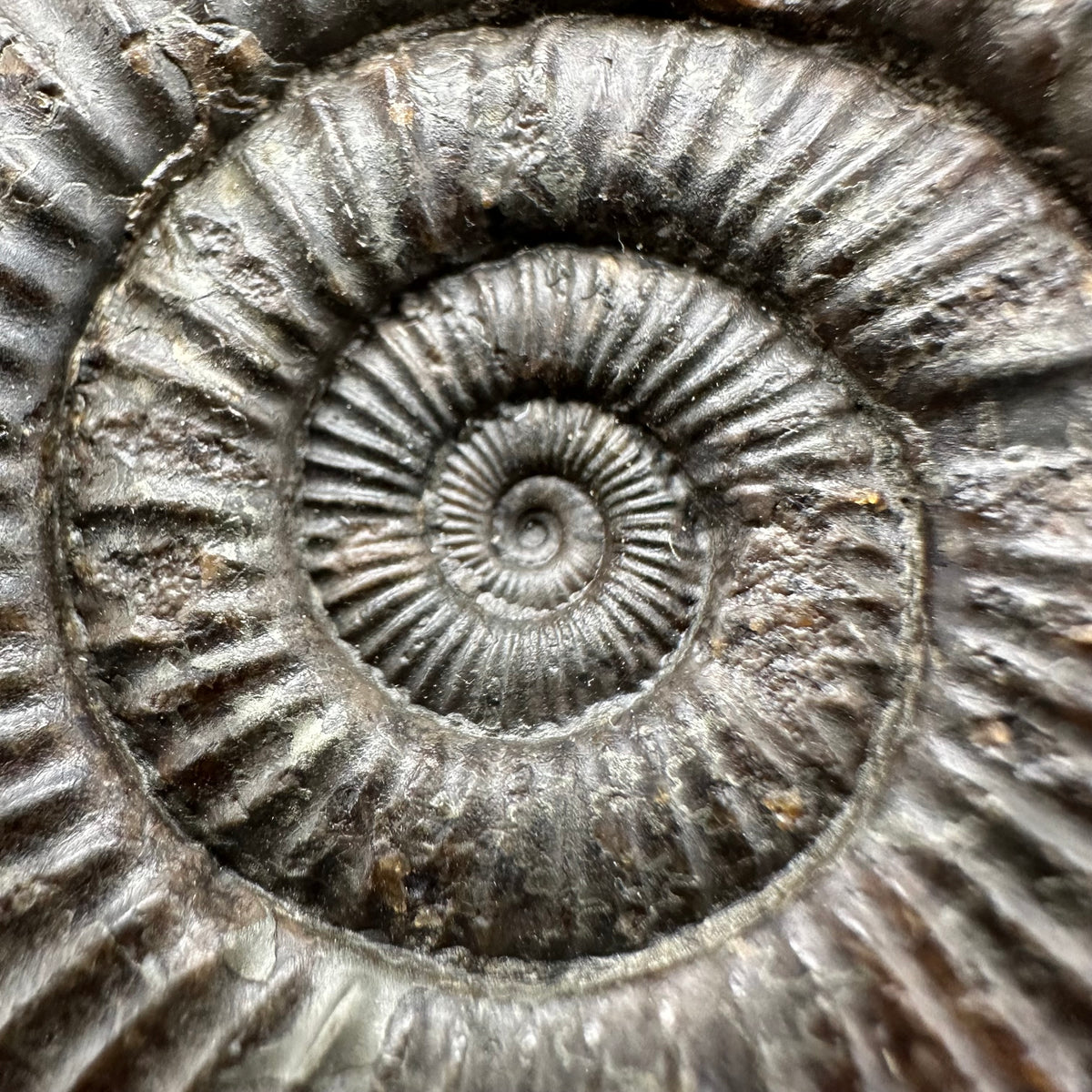 Dactylioceras Ammonite Fossil With box and Stand - Whitby, North Yorkshire Jurassic Coast Yorkshire Fossils