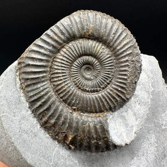 Dactylioceras Ammonite Fossil With Box And Stand - Whitby, North Yorkshire Jurassic Coast Yorkshire Fossils