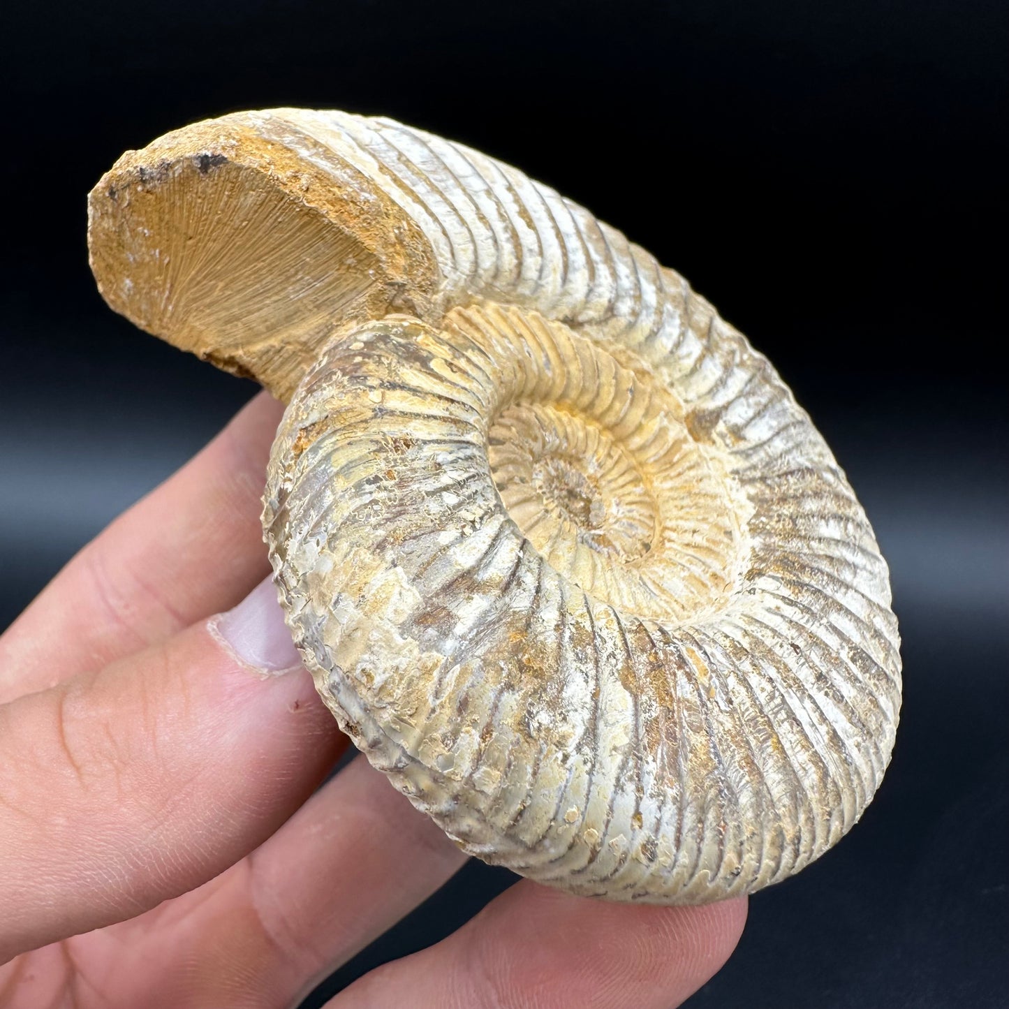 Dichotomosphinctes Ammonite Fossil With Box And Stand - Middle Jurassic Ammonite Madagascar