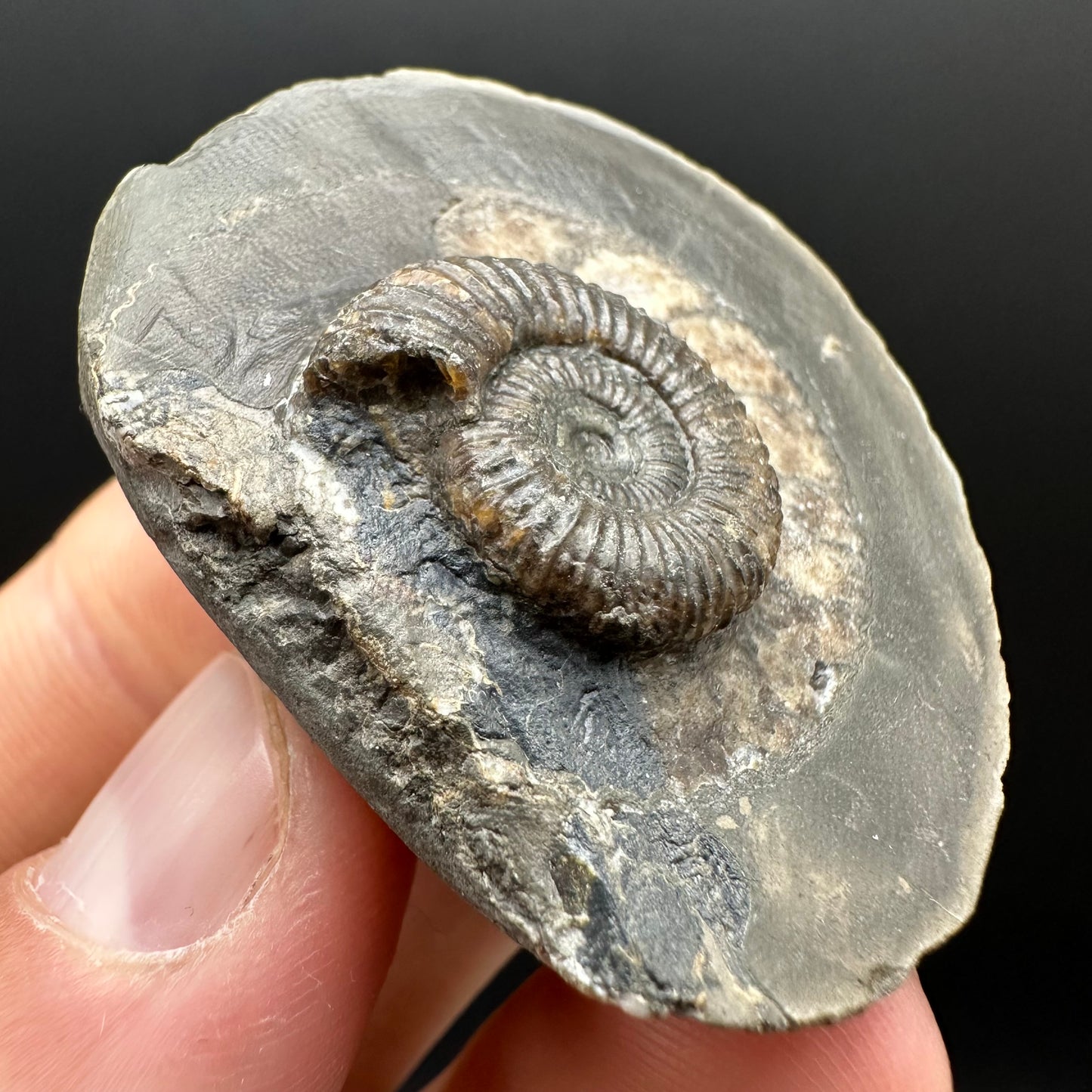 Dactylioceras Ammonite Fossil Gift Set - Whitby, North Yorkshire Jurassic Coast Yorkshire Fossils