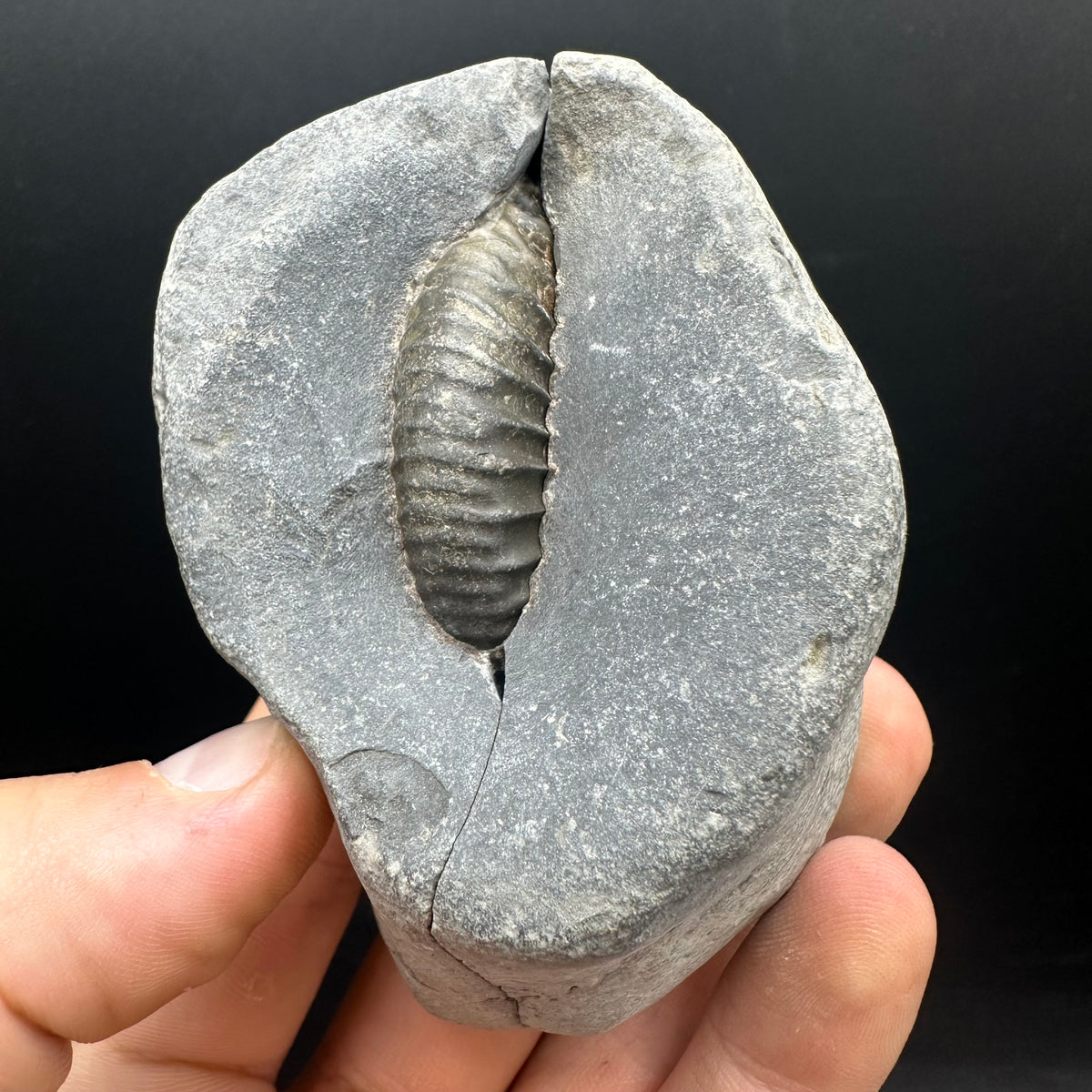 Dactylioceras Ammonite nodule (split pair) Fossil With Box And Stand - Whitby, North Yorkshire Jurassic Coast Yorkshire Fossils