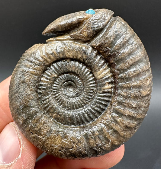 Snakestone Ammonite Fossil With Bag/Box And Stand - Whitby, North Yorkshire Jurassic Coast Yorkshire Fossils