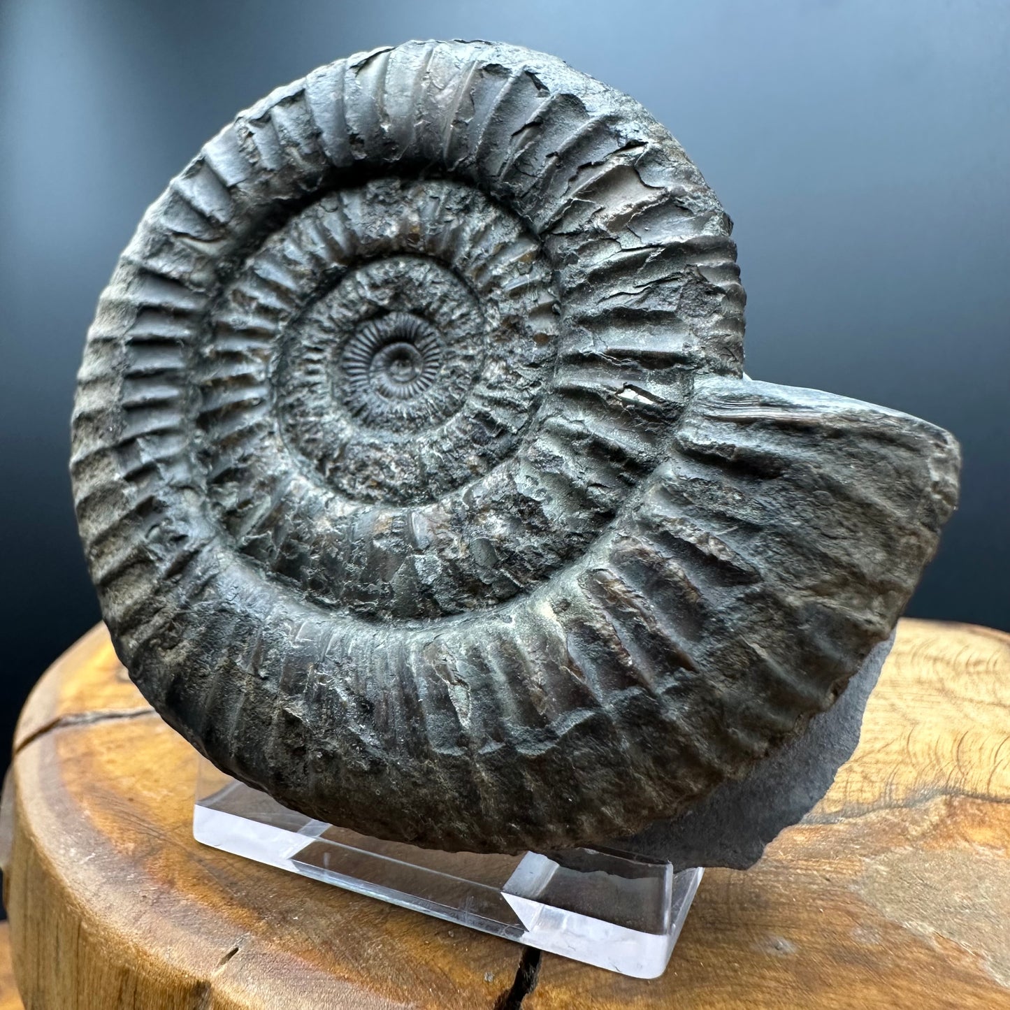 Dactylioceras Ammonite Fossil With box and Stand - Whitby, North Yorkshire Jurassic Coast Yorkshire Fossils