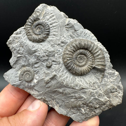Arnioceras ammonite shell fossil with box and stand - Whitby, North Yorkshire Jurassic Coast Yorkshire Fossils