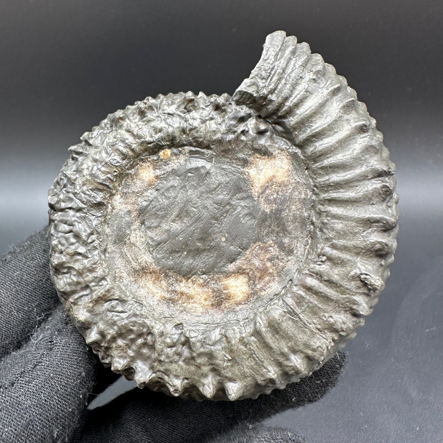 Peronoceras Sp. Ammonite fossil with box and stand - Whitby, North Yorkshire Jurassic Coast Yorkshire Fossils