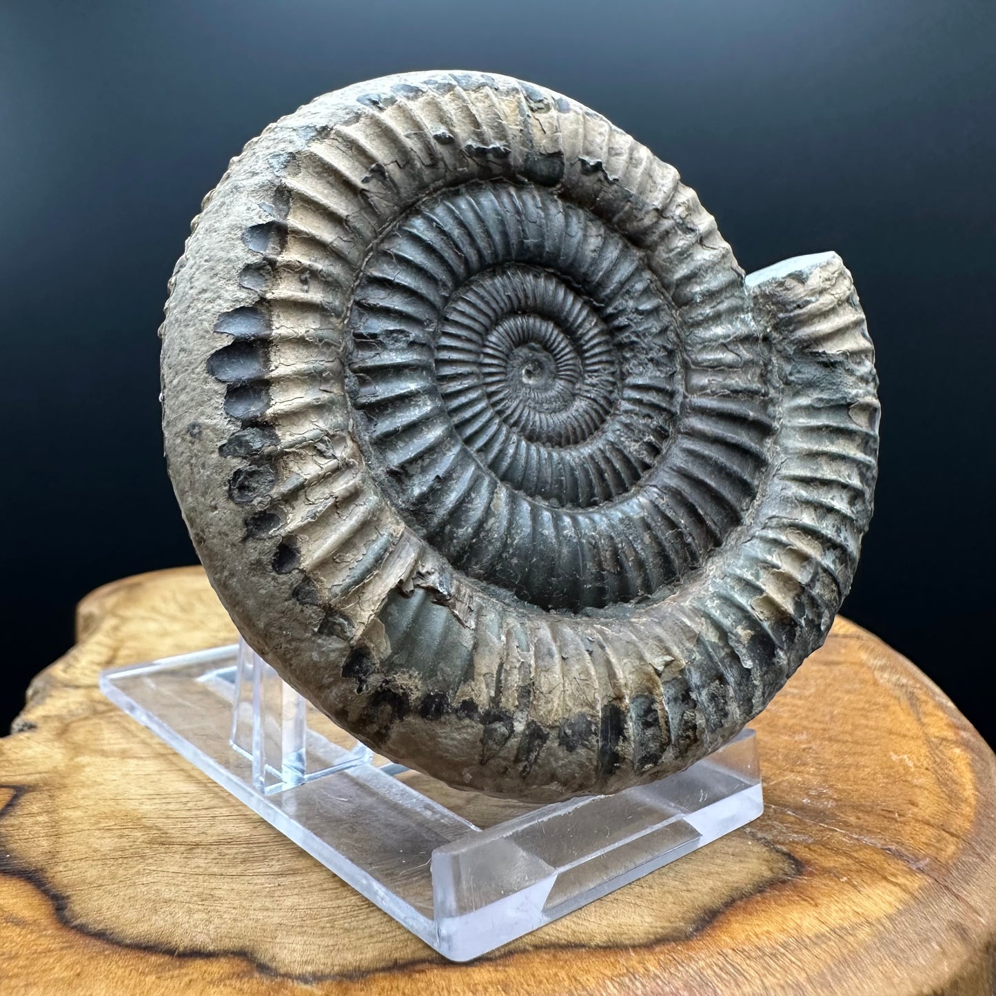 Dactylioceras Ammonite Fossil With box and Stand - Whitby, North Yorkshire Jurassic Coast Yorkshire Fossils