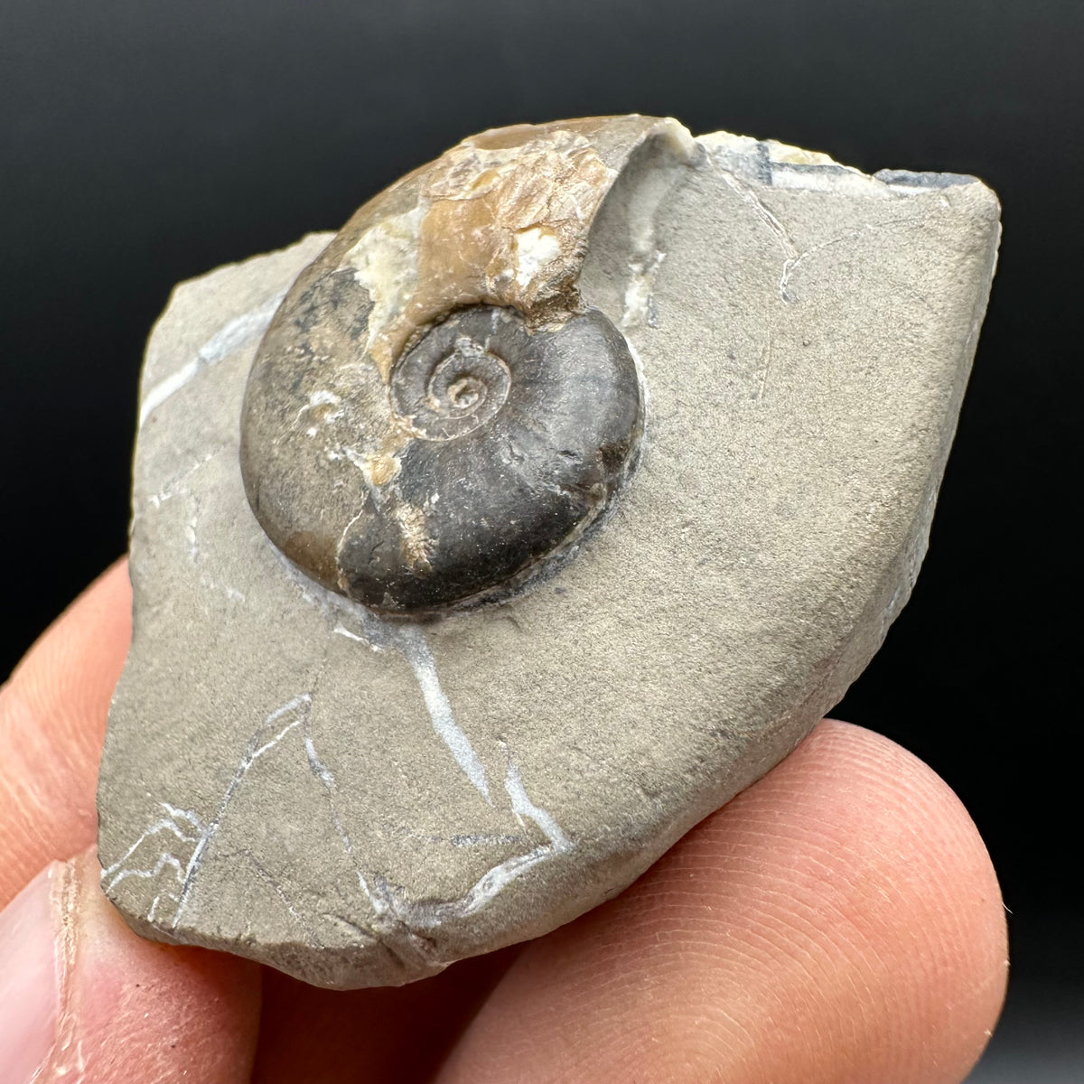 Amaltheus striatus ammonite fossil with box and stand - Whitby, North Yorkshire Jurassic Coast Yorkshire Fossils