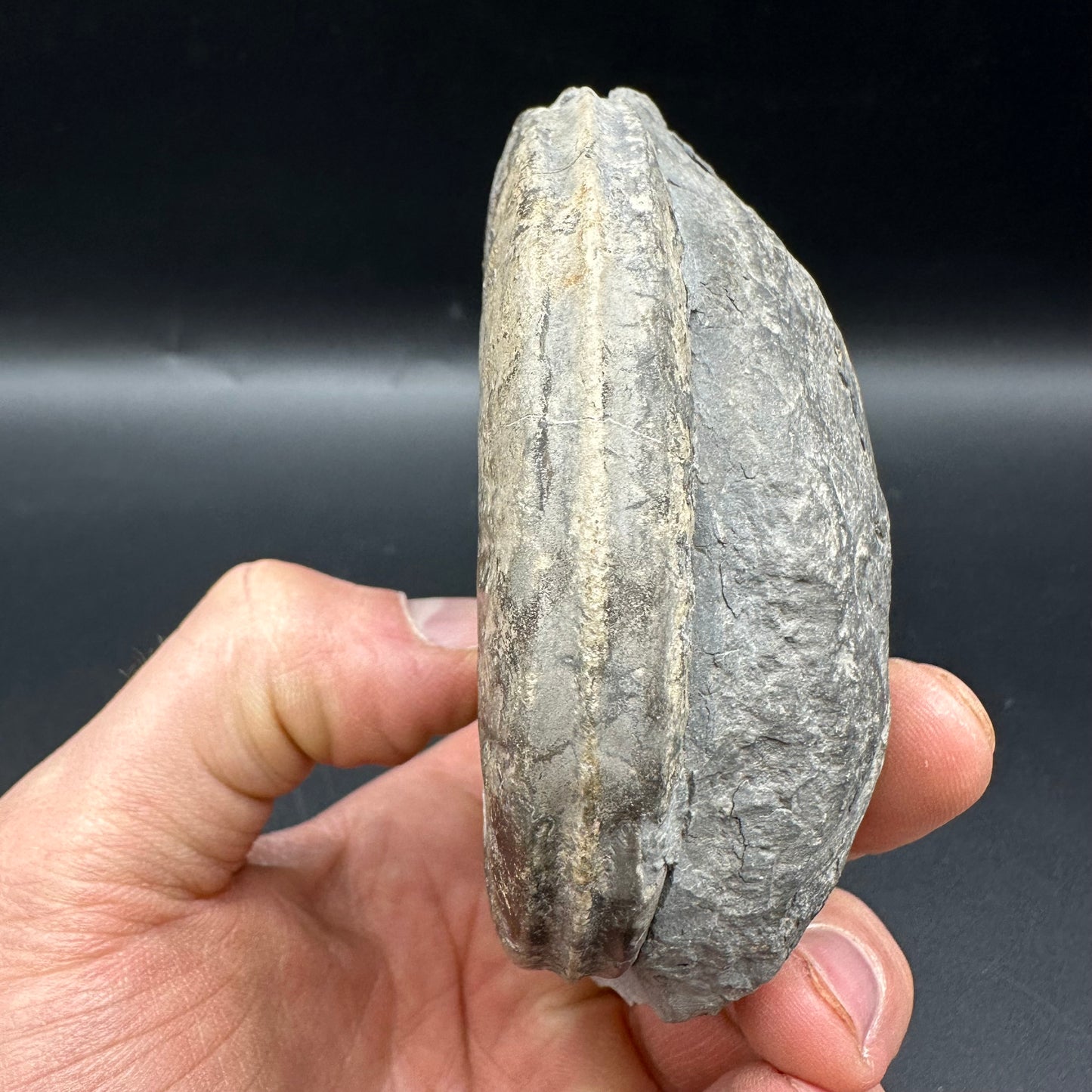 Hildoceras Bifrons Ammonite fossil with box and stand - Whitby, North Yorkshire Jurassic Coast, Yorkshire Fossils from the Jurassic Coast