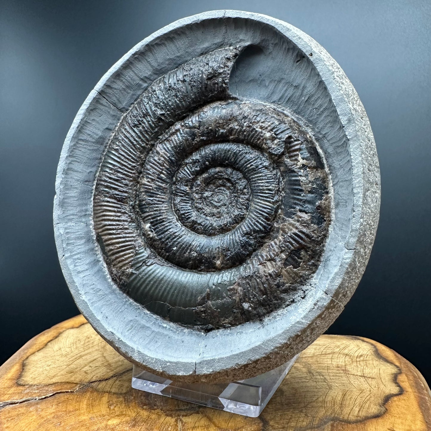 Dactylioceras tenuicostatum Ammonite fossil with box and stand - Whitby, North Yorkshire Jurassic Coast