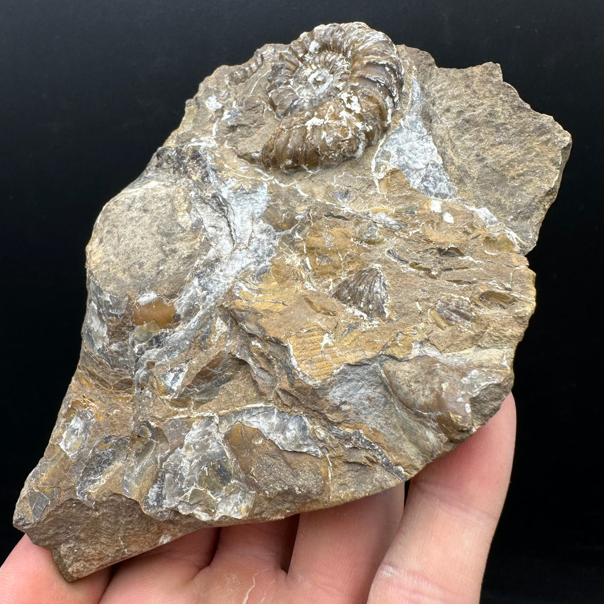 Androgynoceras capricornus Ammonite Fossil With Stand - Whitby, North Yorkshire Jurassic Coast Yorkshire Fossils