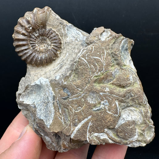 Androgynoceras capricornus Ammonite Fossil With Stand - Whitby, North Yorkshire Jurassic Coast Yorkshire Fossils