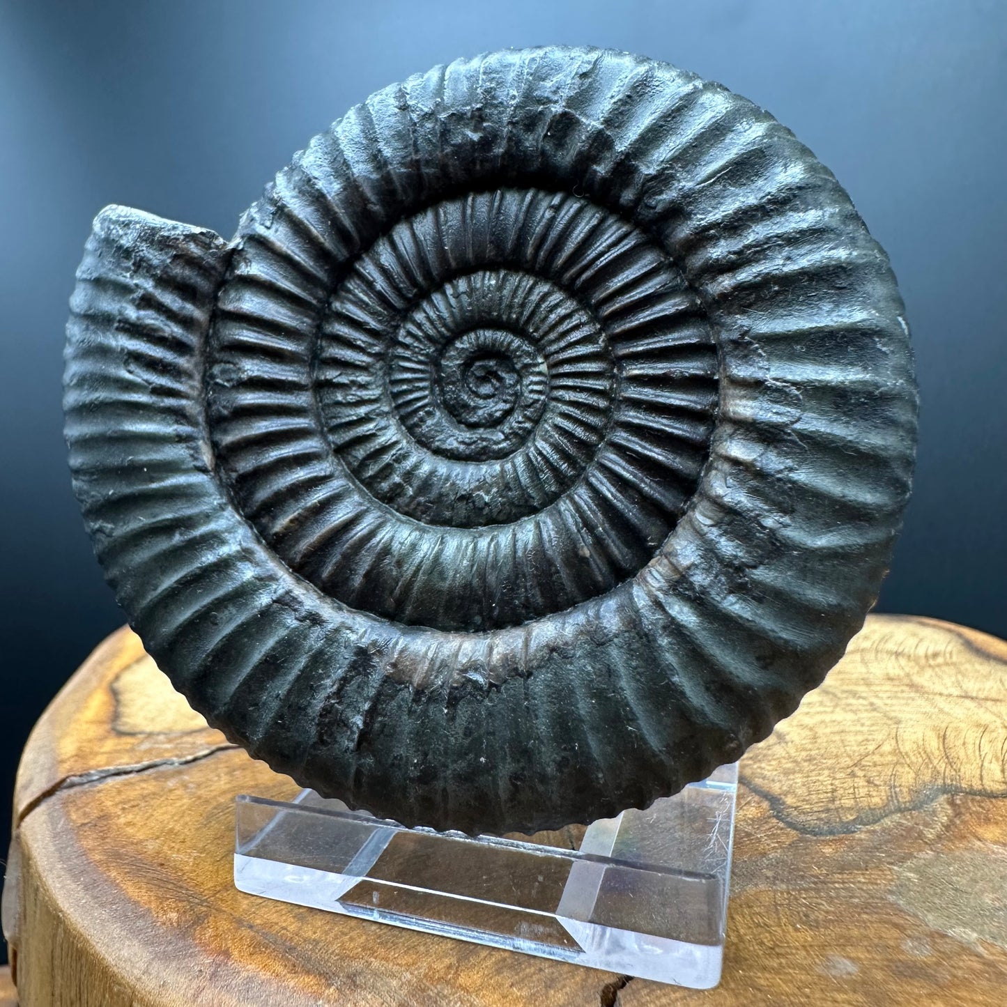 Dactylioceras Ammonite Fossil With box and Stand - Whitby, North Yorkshire Jurassic Coast Yorkshire Fossils