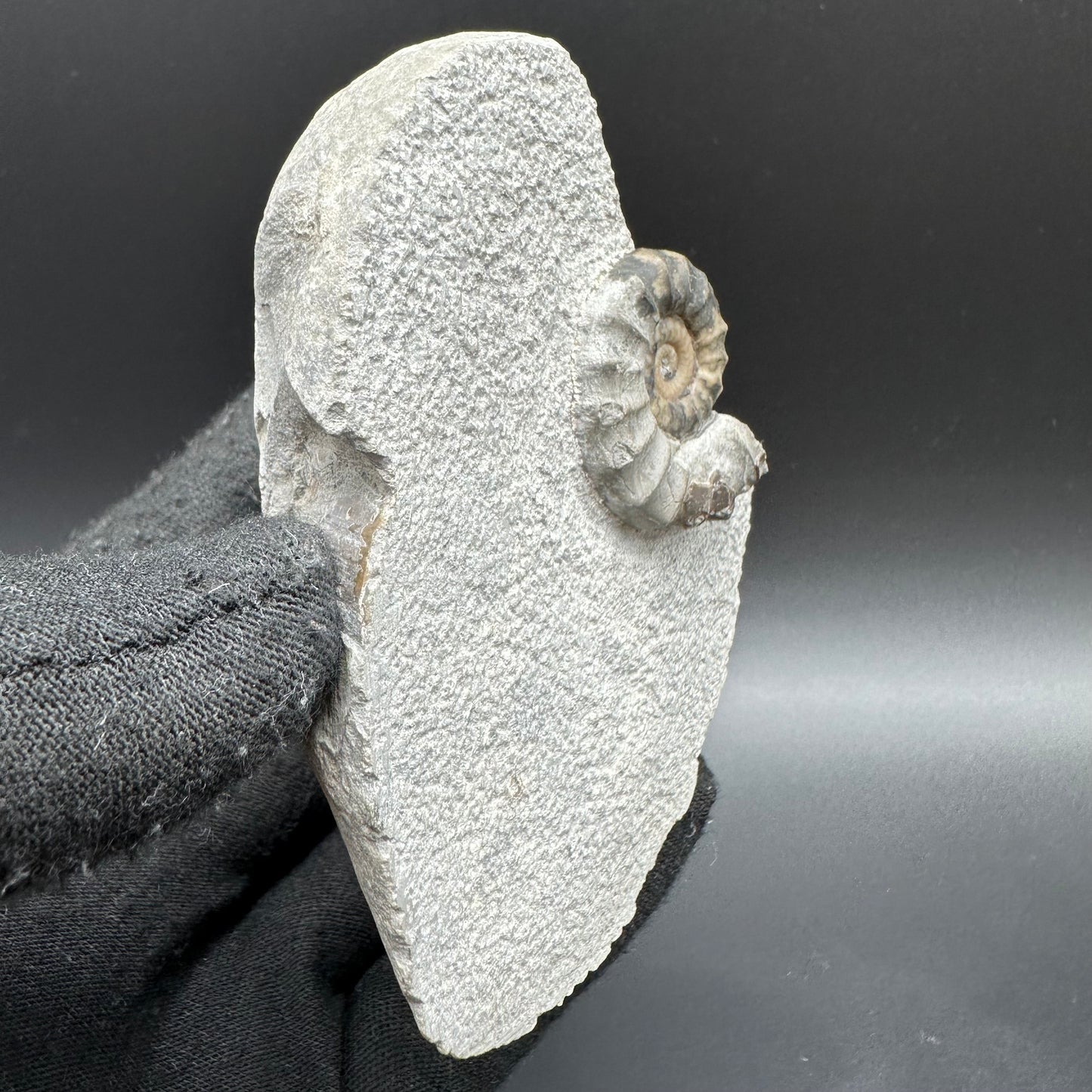 Eugassiceras Ammonite shell fossil with box and stand - Whitby, North Yorkshire Jurassic Coast Yorkshire Fossils