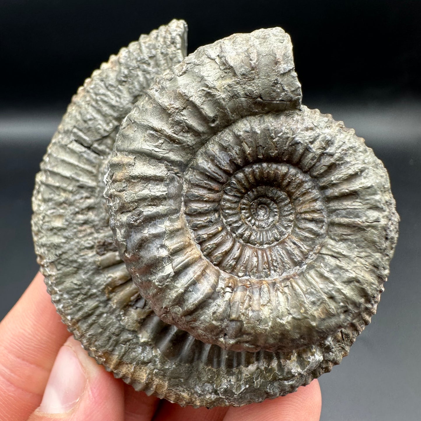 Catacoeloceras Sp. ammonite fossil with box and stand- Whitby, North Yorkshire Jurassic Coast Yorkshire Fossils