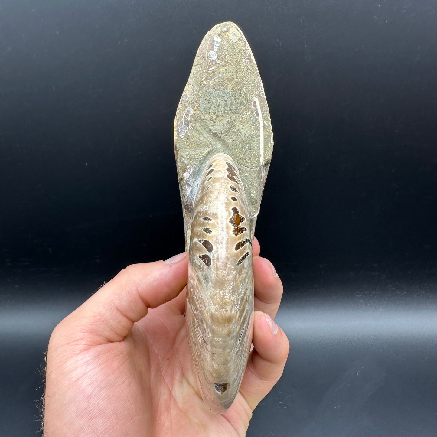 Cleoniceras Ammonite Fossil With Stand - Cretaceous Ammonite Madagascar