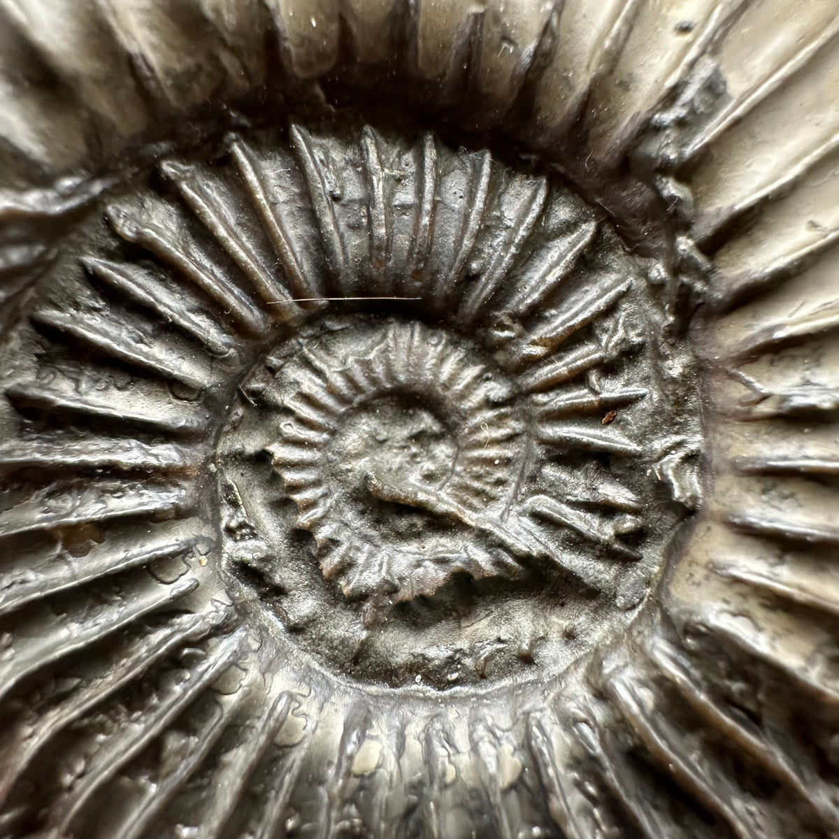 Schlothemia sp. ammonite fossil with box and stand - Whitby, North Yorkshire Jurassic Coast, Yorkshire fossils