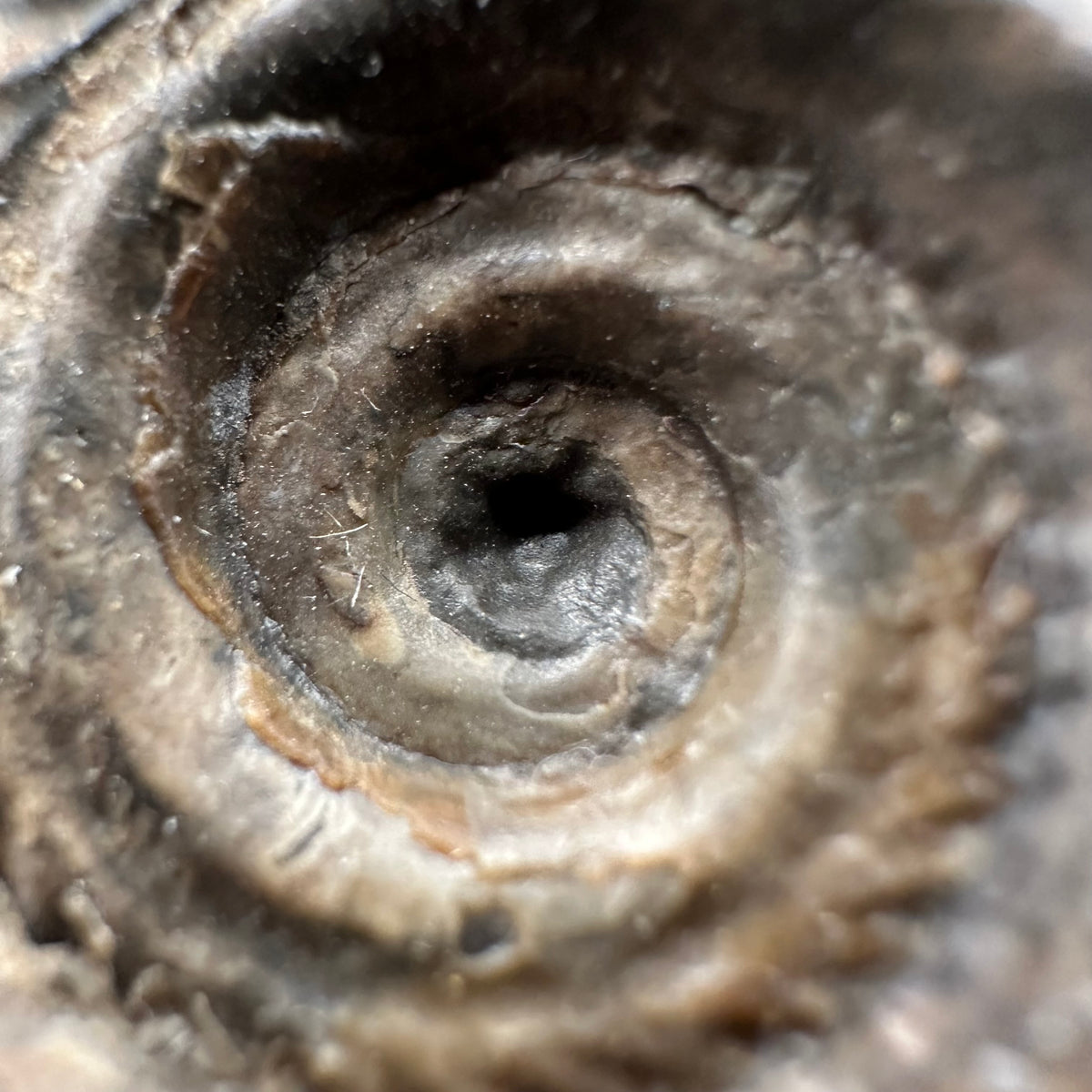 Hildoceras Bifrons Ammonite fossil with stand - Whitby, North Yorkshire Jurassic Coast, Yorkshire Fossils from the Jurassic Coast