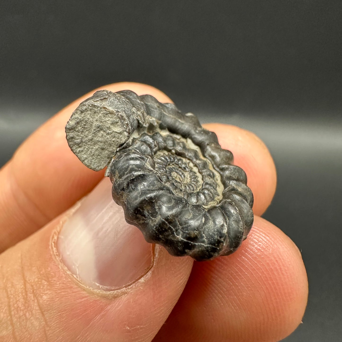 Gagaticeras Ammonite fossil with box and stand - Whitby, North Yorkshire Jurassic Coast Yorkshire Fossils