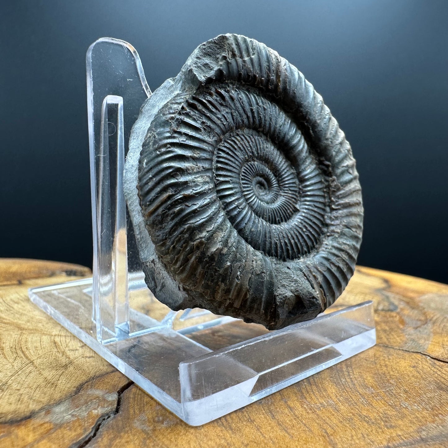 Dactylioceras Ammonite Fossil With box and Stand - Whitby, North Yorkshire Jurassic Coast Yorkshire Fossils