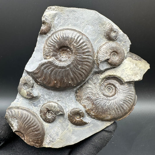 Eleganticeras Elegantulum ammonite fossil with stand - Whitby, North Yorkshire Jurassic Coast, Yorkshire Fossils