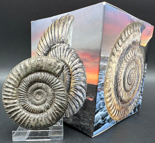 Matrix Free Dactylioceras Ammonite Fossil With Box And Stand - Whitby, North Yorkshire Jurassic Coast Yorkshire Fossils