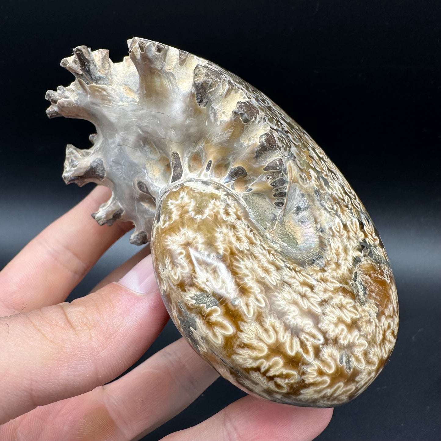 Phylloceras Ammonite Fossil With Box And Stand - Cretaceous Ammonite Madagascar