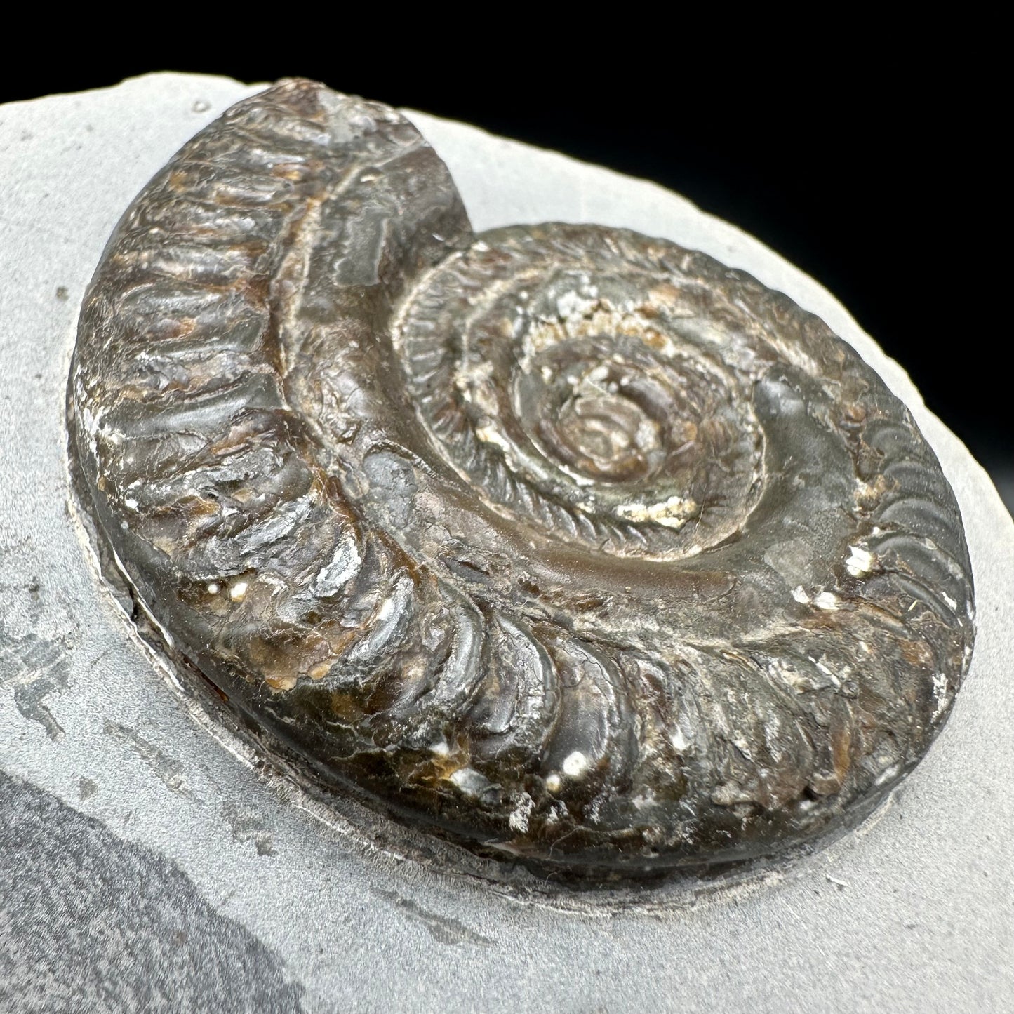 Hildoceras Bifrons Ammonite fossil with box and stand - Whitby, North Yorkshire Jurassic Coast, Yorkshire Fossils from the Jurassic Coast