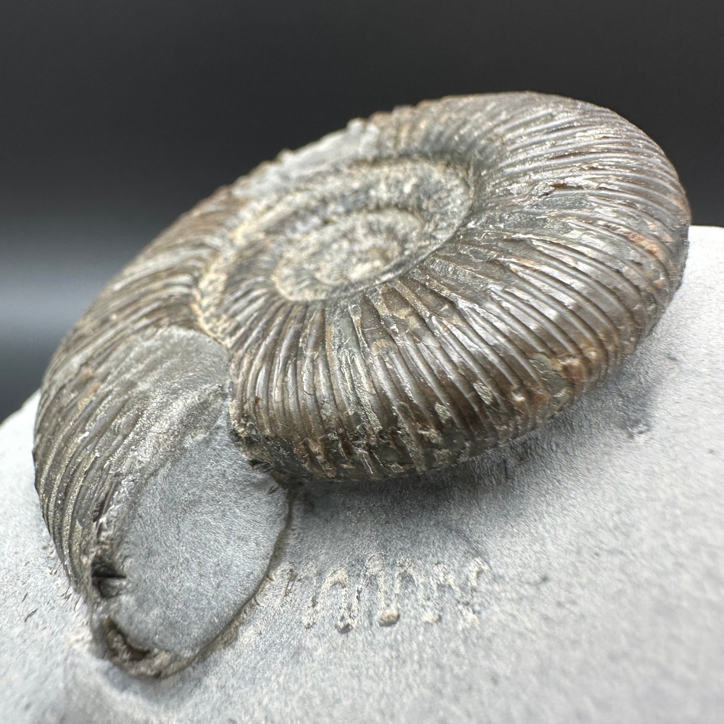 Dactylioceras semicelatum Ammonite fossil with box and stand - Whitby, North Yorkshire Jurassic Coast Yorkshire Fossils