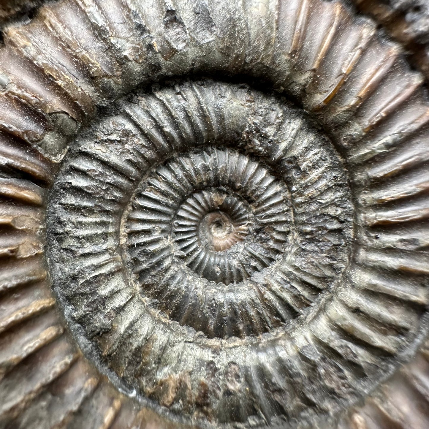 Dactylioceras Ammonite Fossil With Box And Stand - Whitby, North Yorkshire Jurassic Coast Yorkshire Fossils